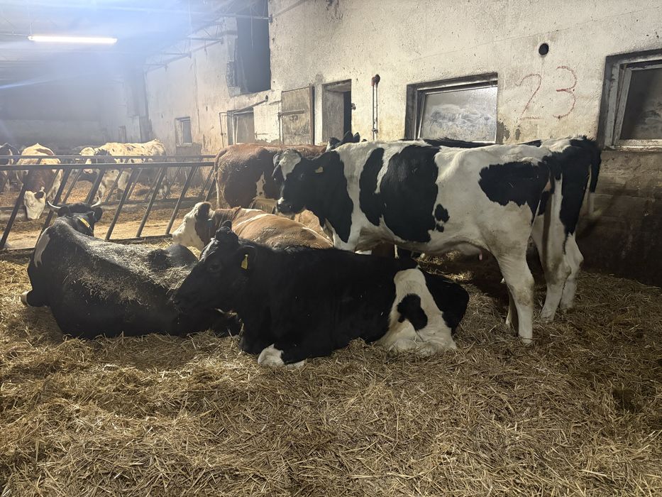 Jalowki wysokocielne hf mieszany