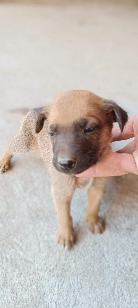 Cachorros para adoção responsável