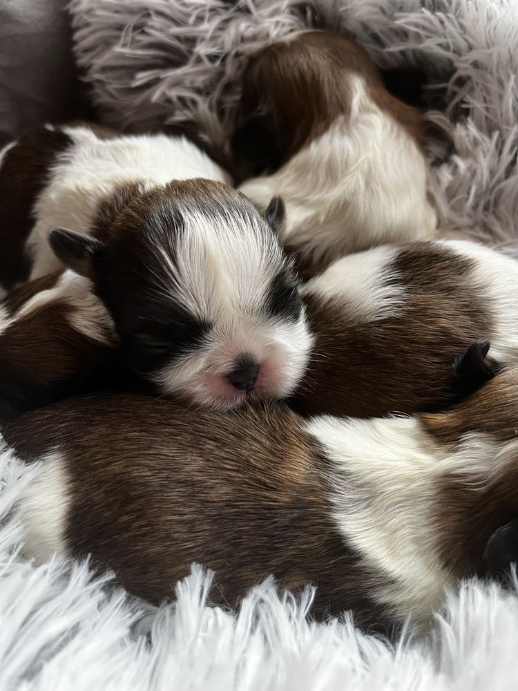Shihtzu shih tzu niniaturowy szczeniak do rezerwacji