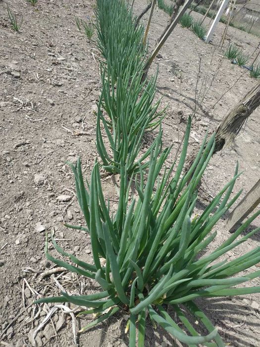 Лук многоярусный