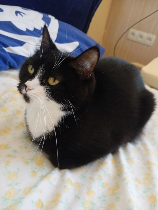 кошечке очень нужен дом