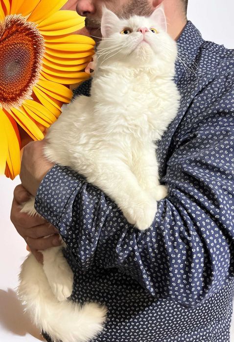 Maine Coon piękny z rodowodem