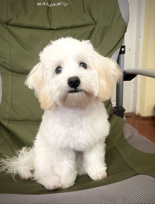 Мальтипу дівчинка