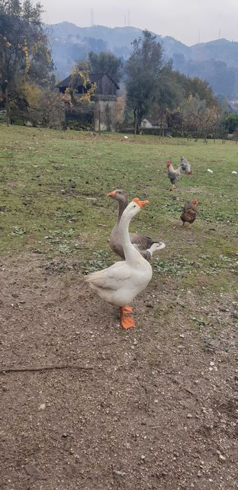 Vendo perus e gansos