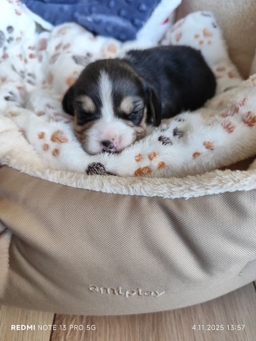 Wzorowy piesek Beagle tricolor odbiór 5.12