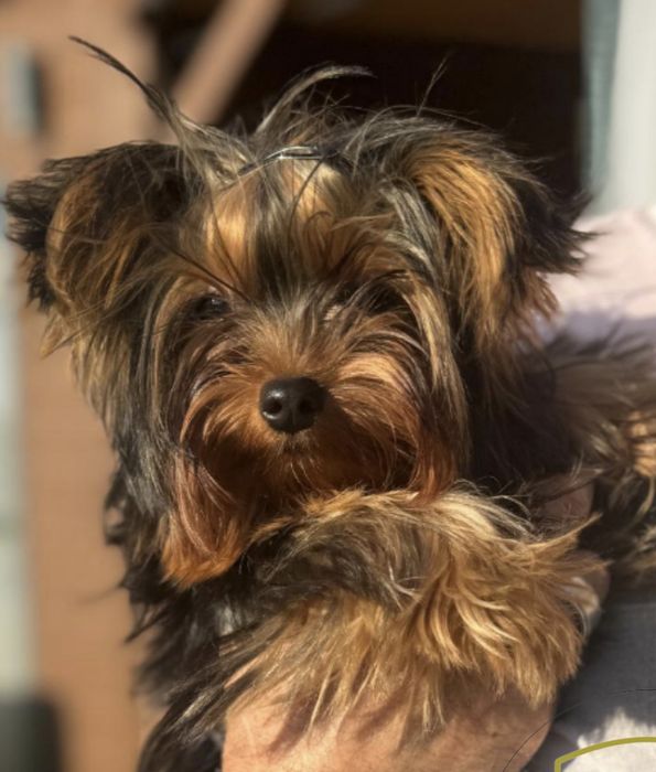 Yorkshire Terrier e Akita Inu. Procuramos namorada