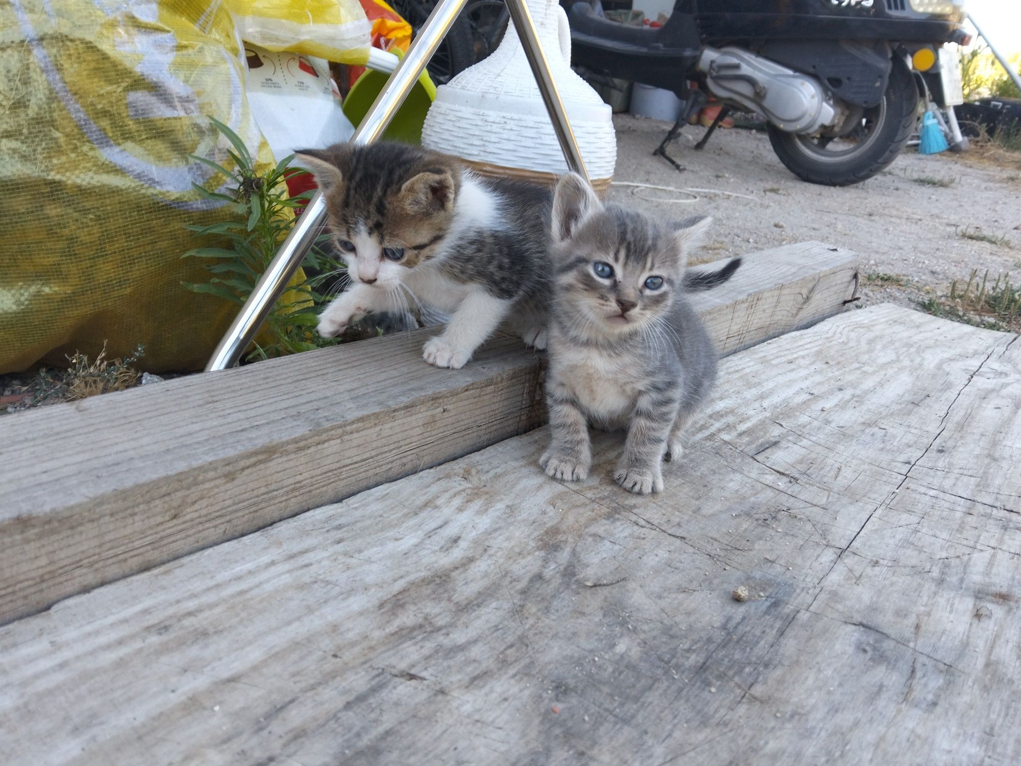 Gatinhos para Adoção