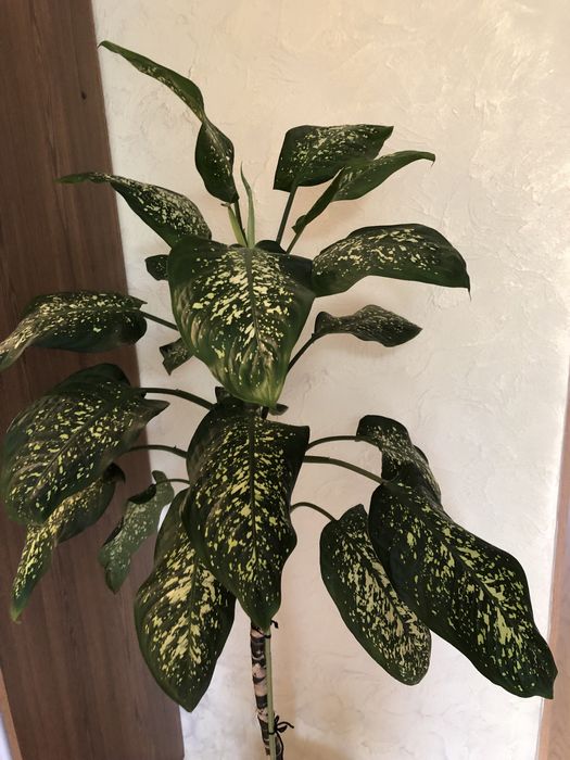 Дифенбахия пятнистая.