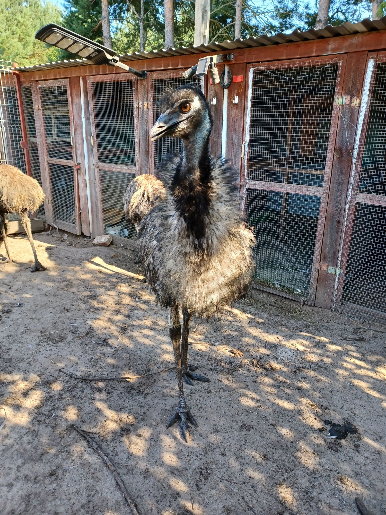 Emu    Emu   para