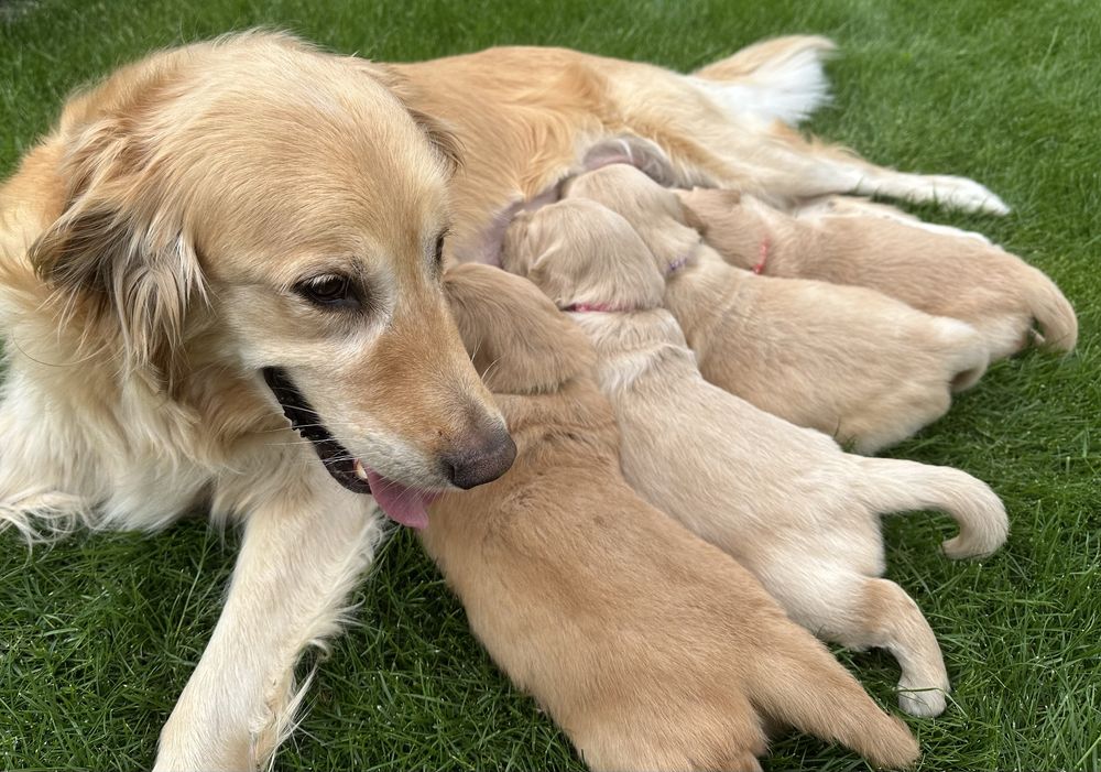 Golden Retriever ZKwP FCI - Sunia, gotowa do odbioru