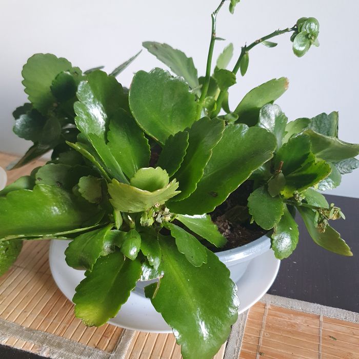 Oddam za darmo kalanchoe z mszycą do uratowania odseparowana od innych