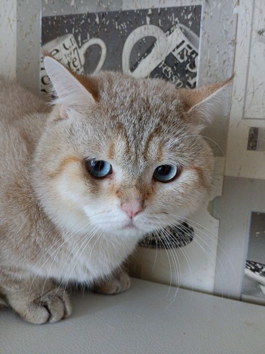 Вязка  Шикарный британский кот