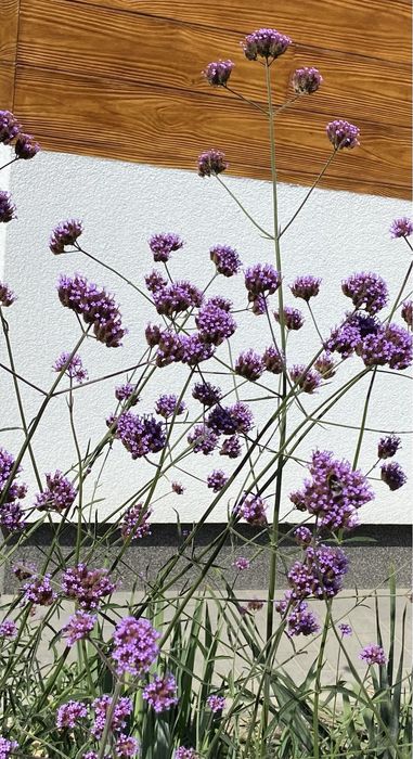 Nasina werbeny, werbana, byliny ogrodowe