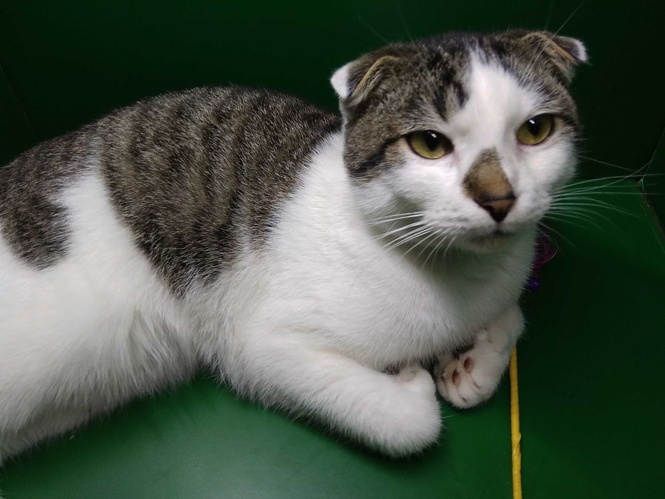 Шотландські котики