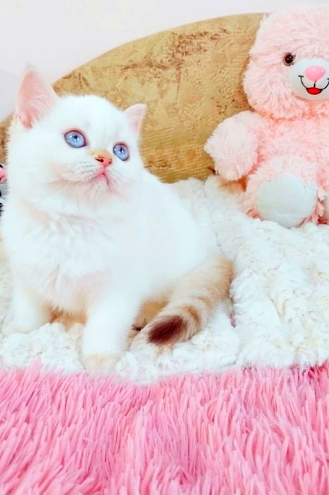 Шотландочка Чудо дівчинка шиншилка