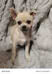 Chihuahua piesek do odbioru