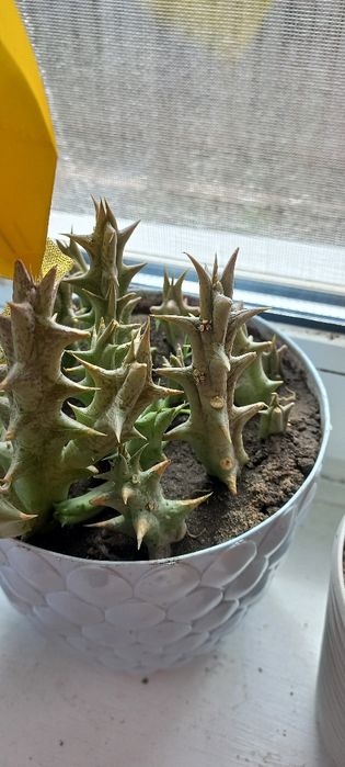 Сукуленти кактуси рослини вазони квіти