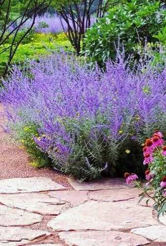 Перовския лебедолистная