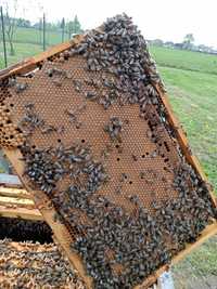 Продам бджоли, бджолосім'ї та бджолопакети карпатка