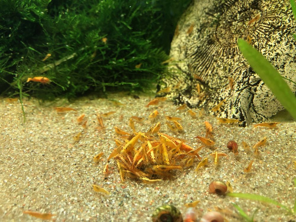 Krewetki neocardina orange pomarańczowe