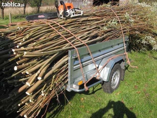 Wierzba energetyczna sprawdzone sadzonki 25 gr/szt. Łódzkie