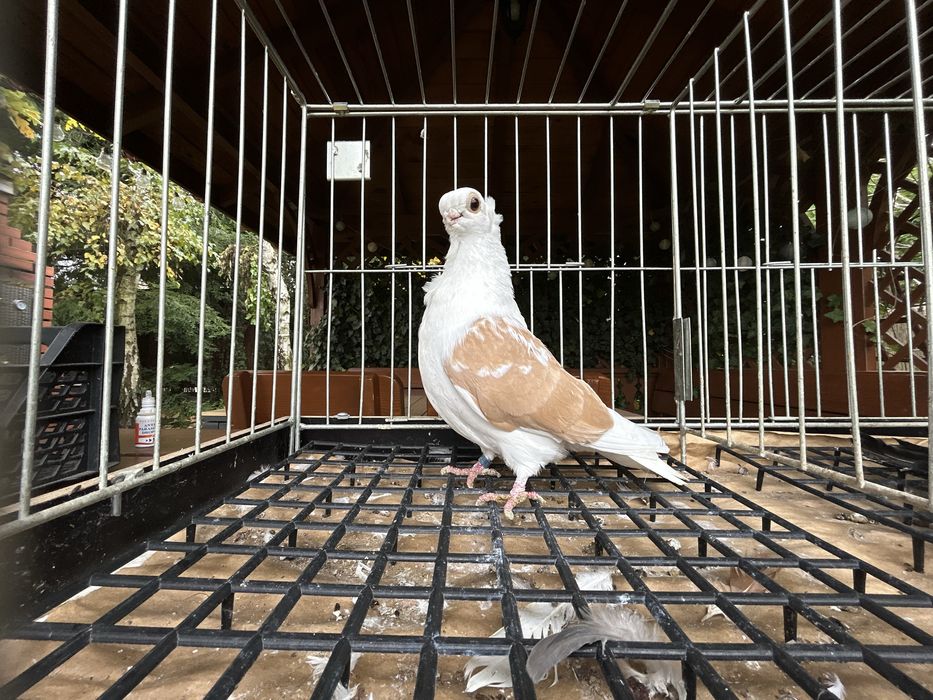 Gołębie ozdobne. Mewka polska samczyk 2024r.