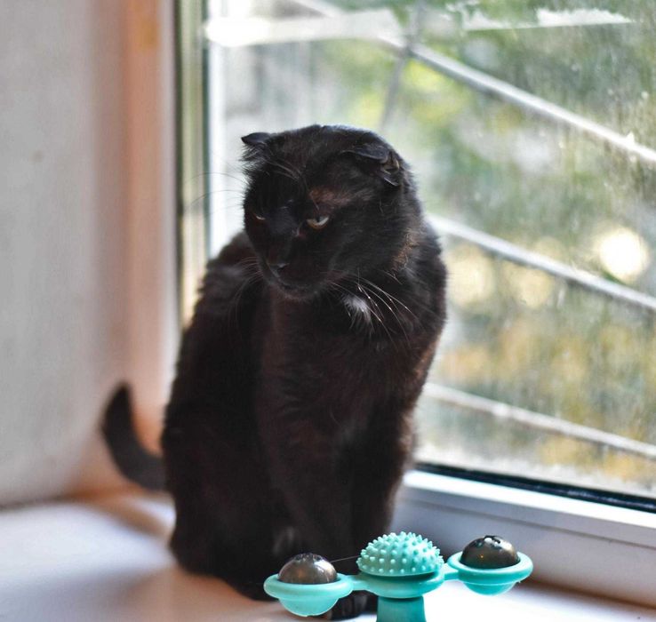 Друге життя  для Аліси