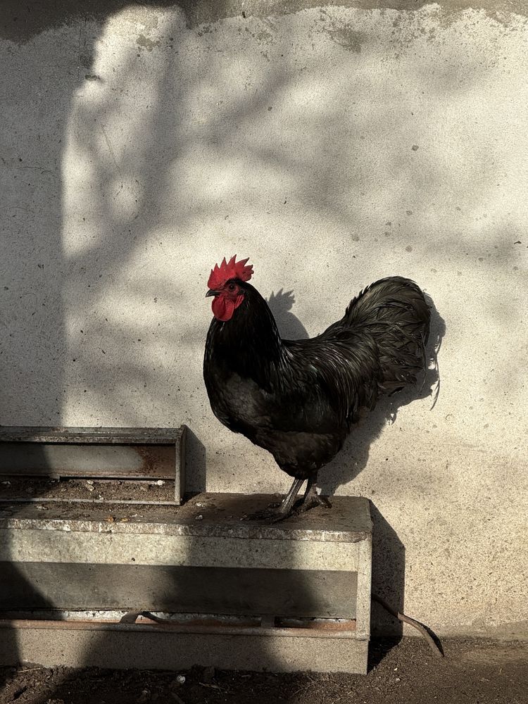Kogut Australorp