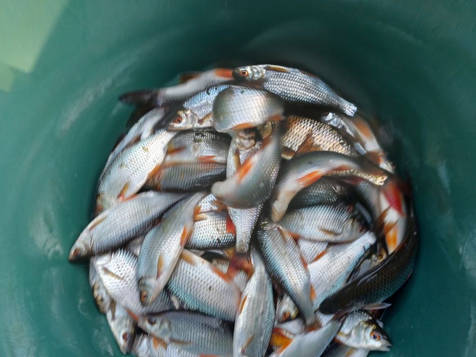 Płoć zarybieniowa . Karp , Lin , Amur , Miętus.