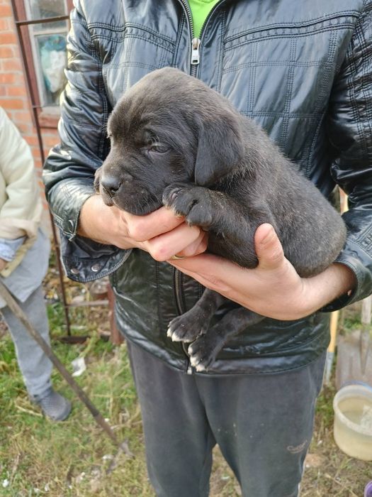 Цуценята Кане Корсо