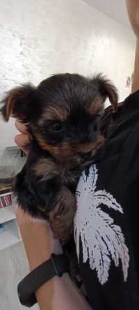 Yorkshire terrier