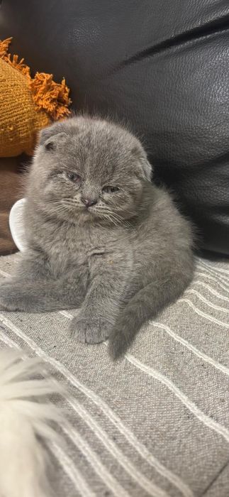 Scottish fold femea azul