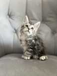 Kocurek Maine Coon