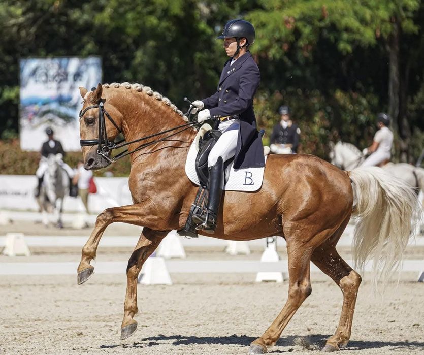 Poldro PSL de 1 ano linhas Dressage internacional