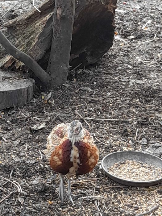 Bażanty łowne młode