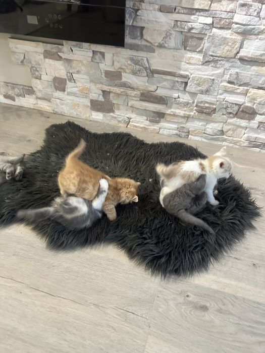 Кошенята шотландці