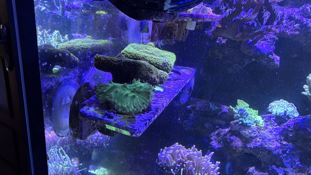 Koralowce  zoa montipory