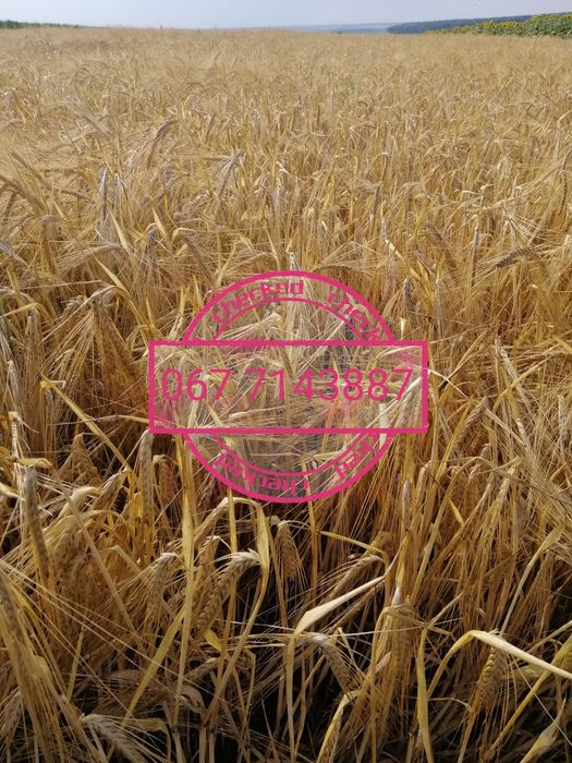 Продам.  пшеницю та ячмінь