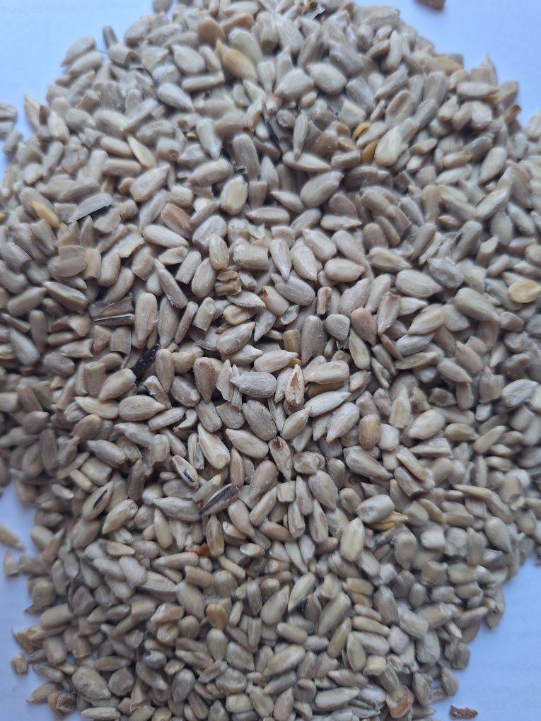 Słonecznik łuskany Danimo 20 kg.  Mieszanka do karmnika dla ptaków.