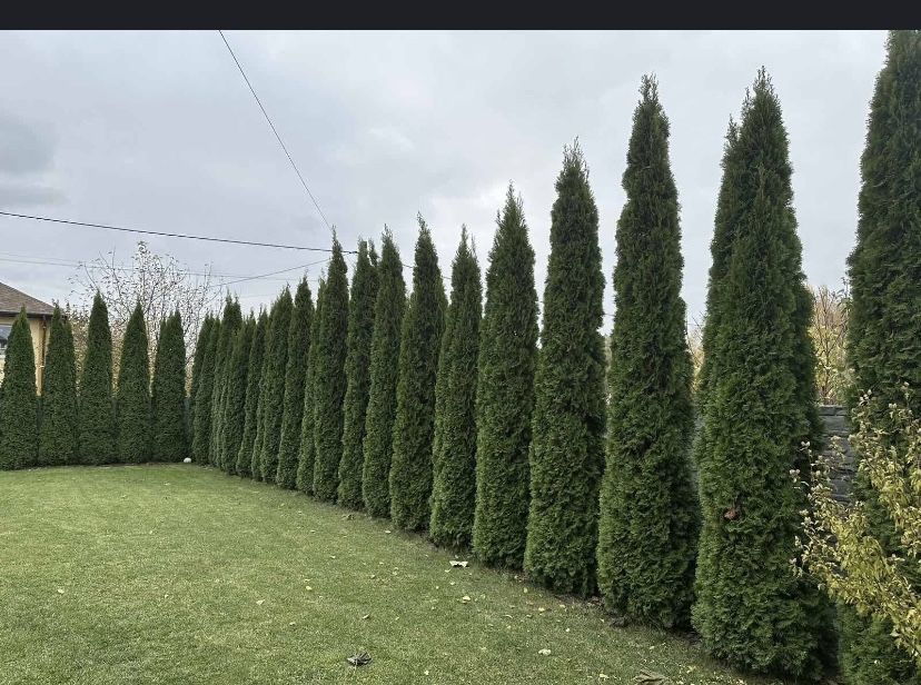 Услуги садовника!