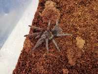 Ptasznik Lasiodora parahybana samica | pająk | Petmarket