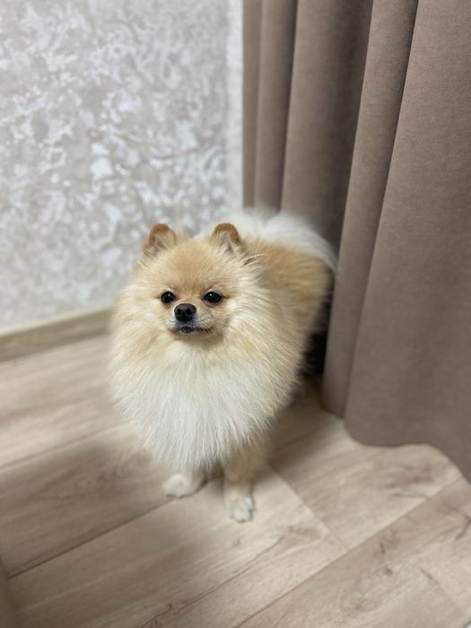 Померанський Шпіц  запрошує на вʼязку