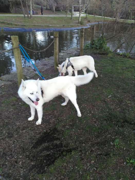 Husky pedigree lop