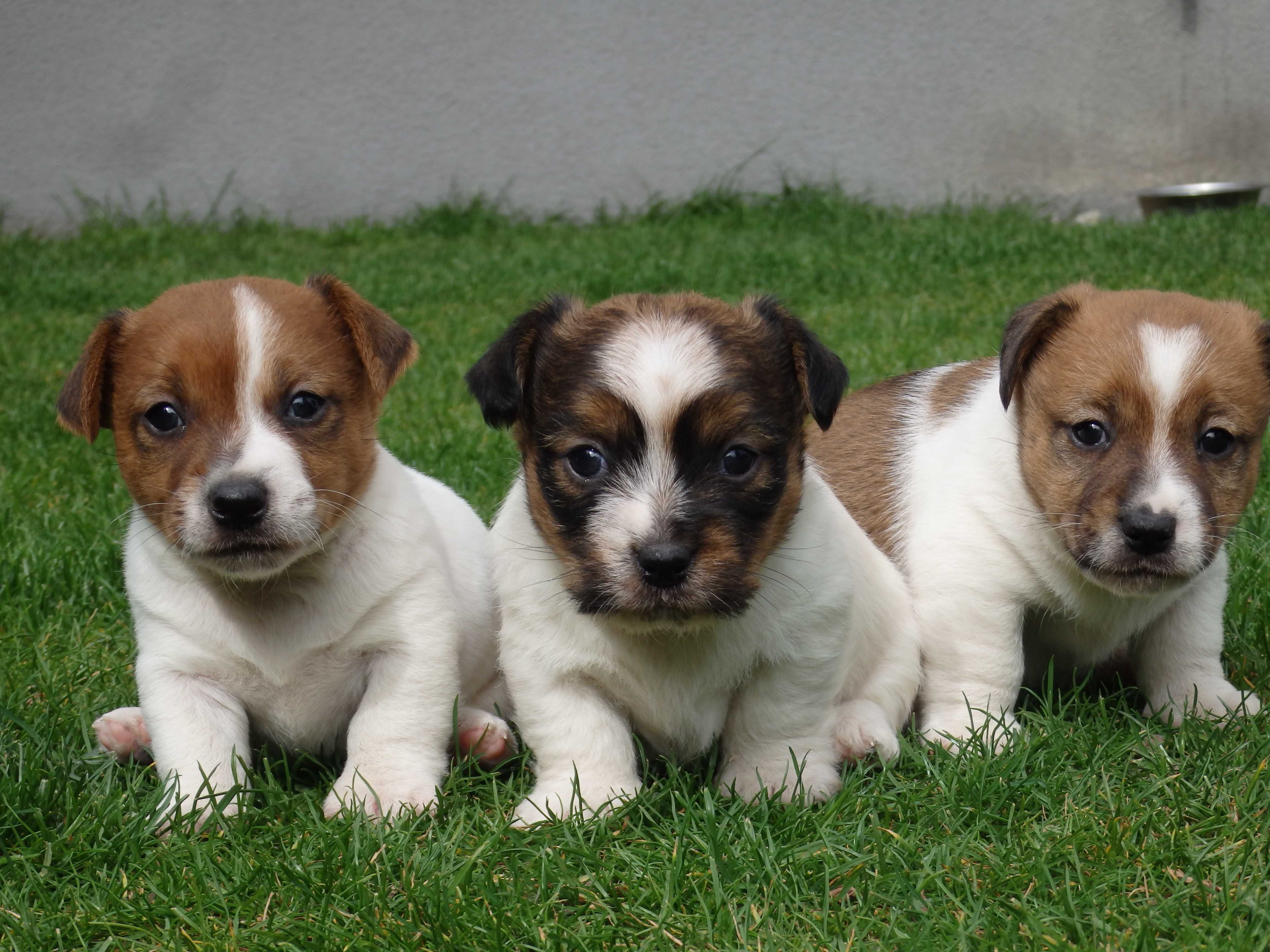 Jack Russell Terrier  piesek od #SMARTIE JACKS# parents FCI/ ZKwP