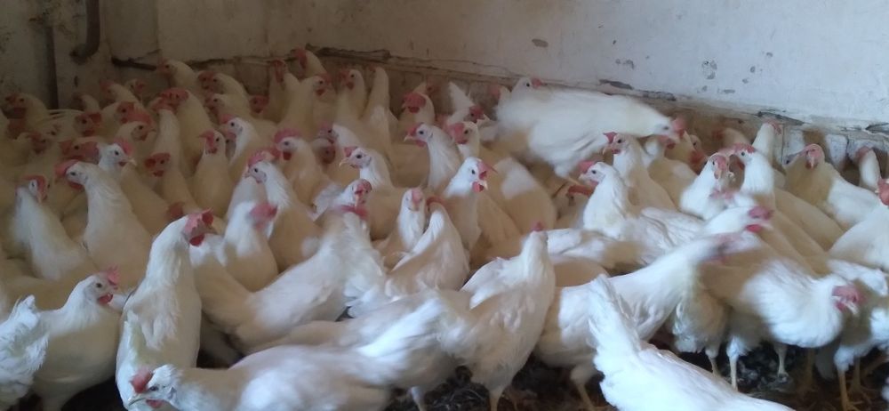 Kury Nioski Leghorn 24 tygodnie! Wysyłka!