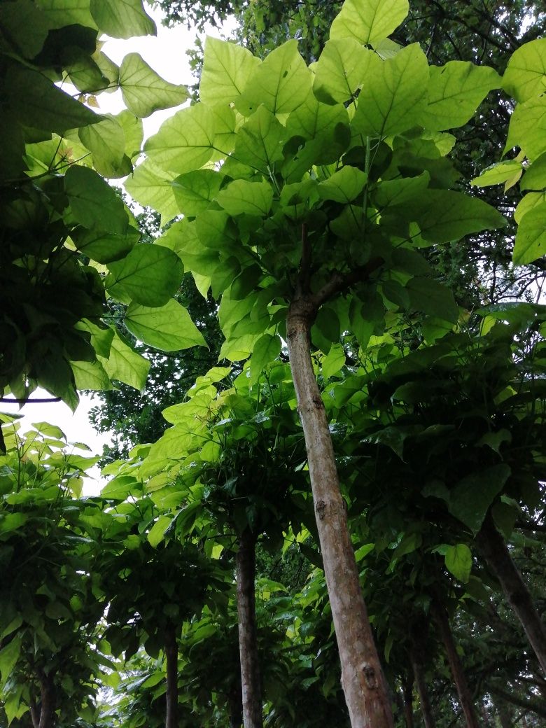 Catalpa Surmia 2m