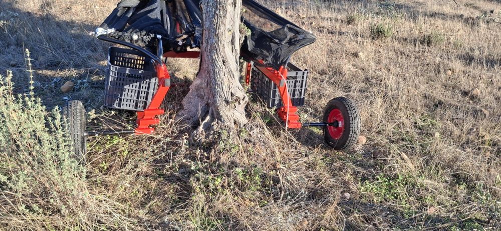 Apanha azeitona ou frutos secos