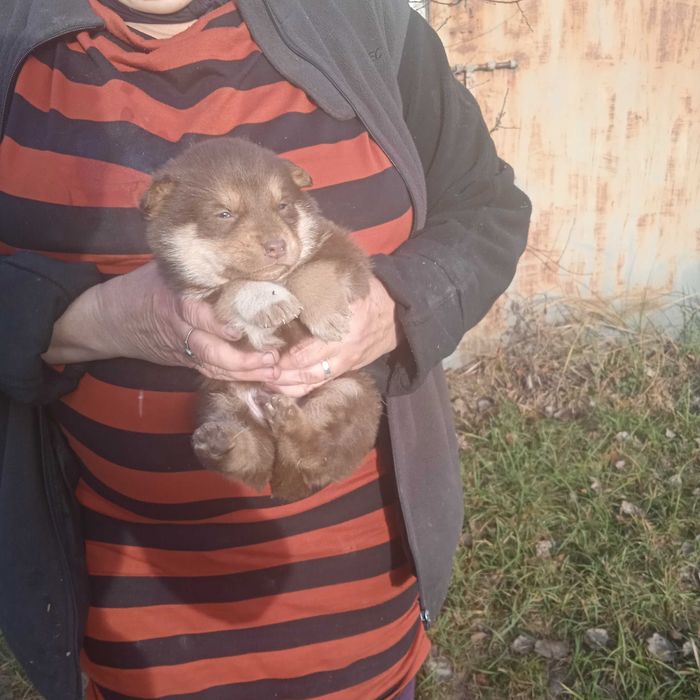 Oddam małego pieska pieski  za darmo