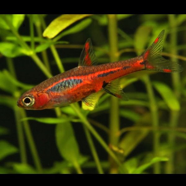 Peixe rasbora mosquito