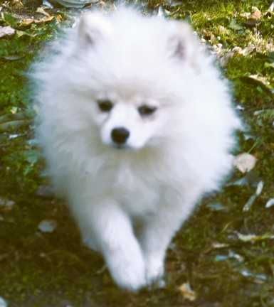 szpic miniaturowy ,pomeranian